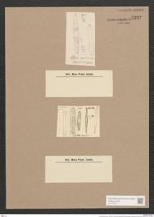 Synedra arctica Grun. (de-Toni-Nr.: Genus 66, Species 2593) Zeichnungen Sammlung Grunow Nr. 5292 (NHMW-BOT-W0373681)